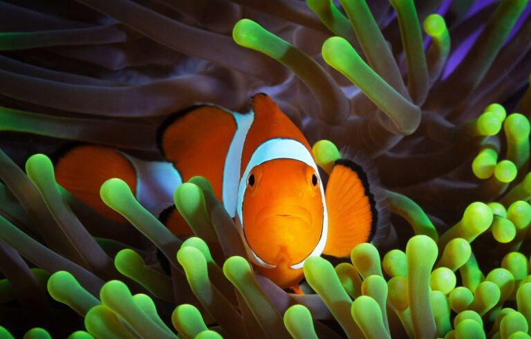 Water Quality Monitoring in Europe’s Largest Fluvial Aquarium