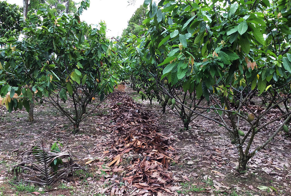 Cocoa field trial site