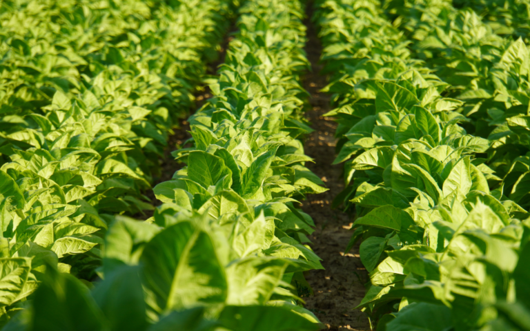 Increasing tobacco crops quality by climatic conditions control