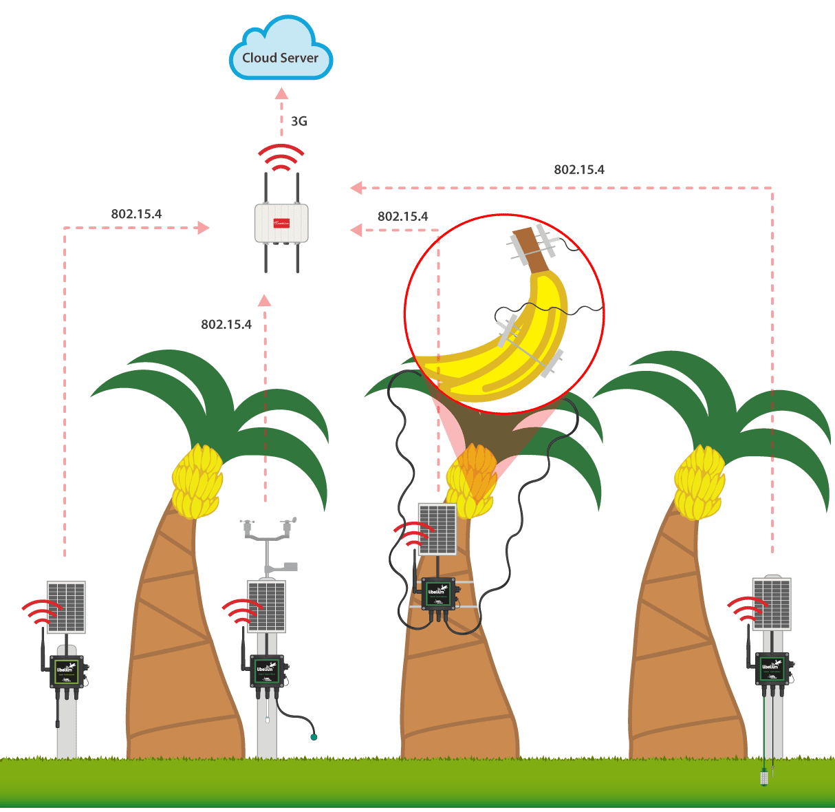 Plantain crops deployment functioning diagram Plantain crops deployment functioning diagram