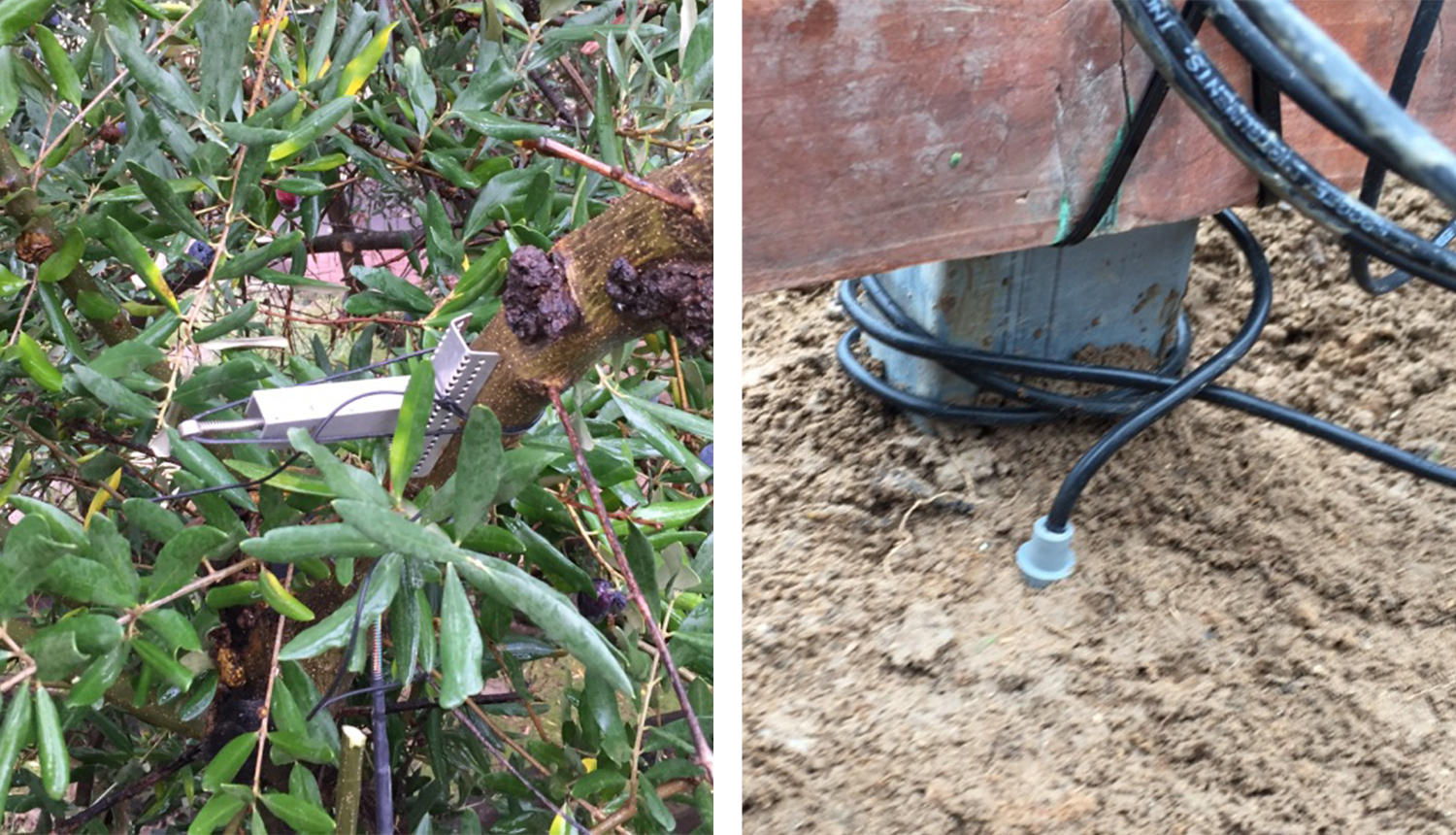 Dendrometer (trunk diameter) and Soil Temperature sensor probe Dendrometer (trunk diameter) and Soil Temperature sensor probe