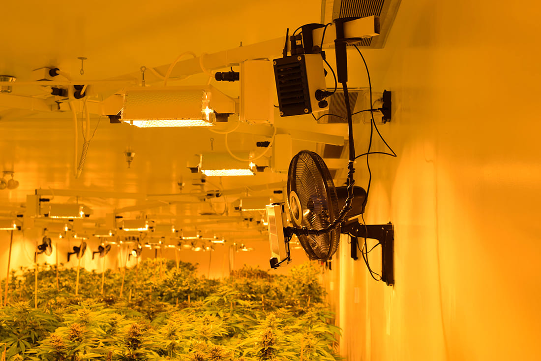 Medical marijuana plantation Medical marijuana plantation