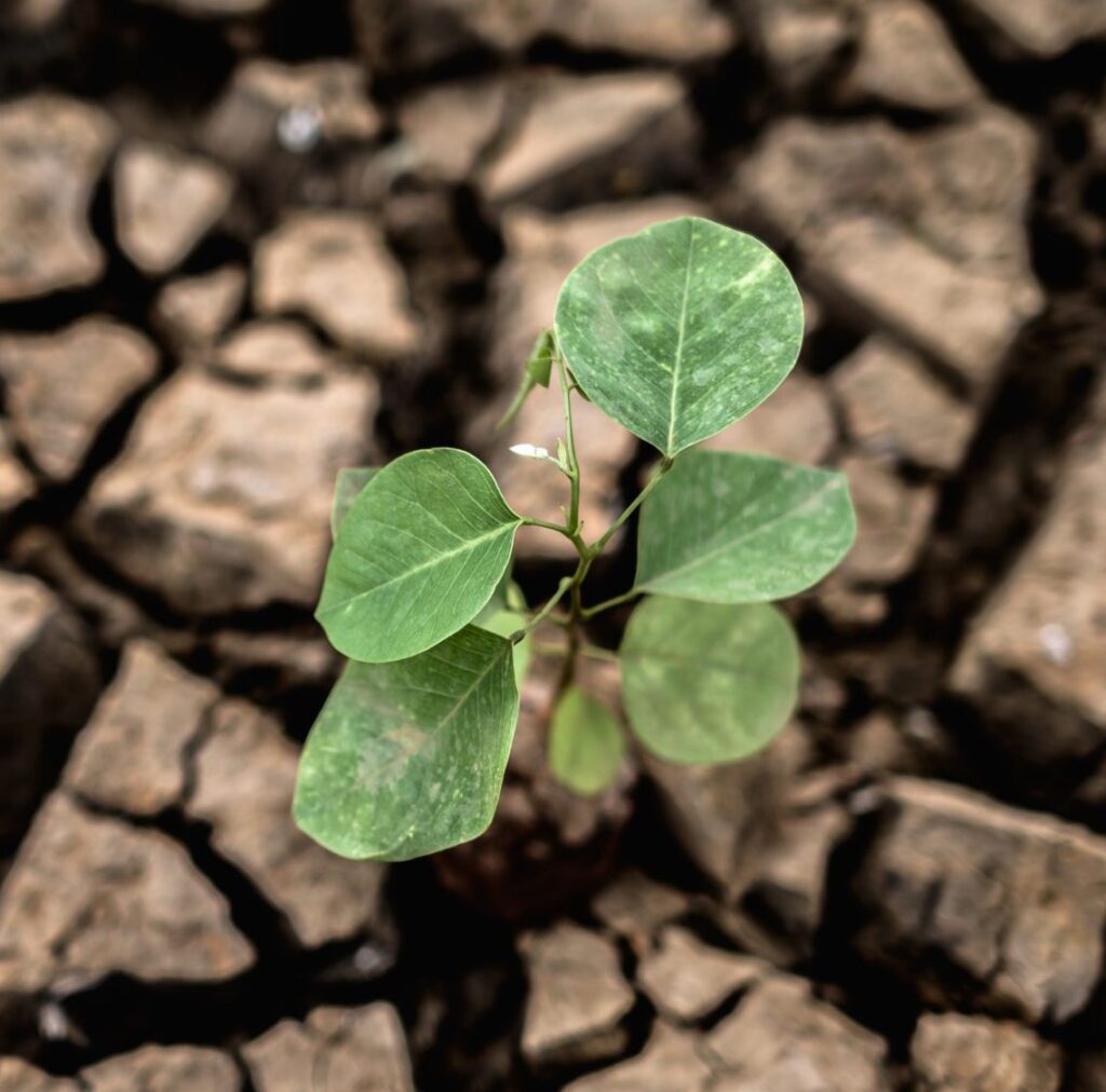 trees grown in dry cracked dry soil in the dry season global warming scaled e1650295566999