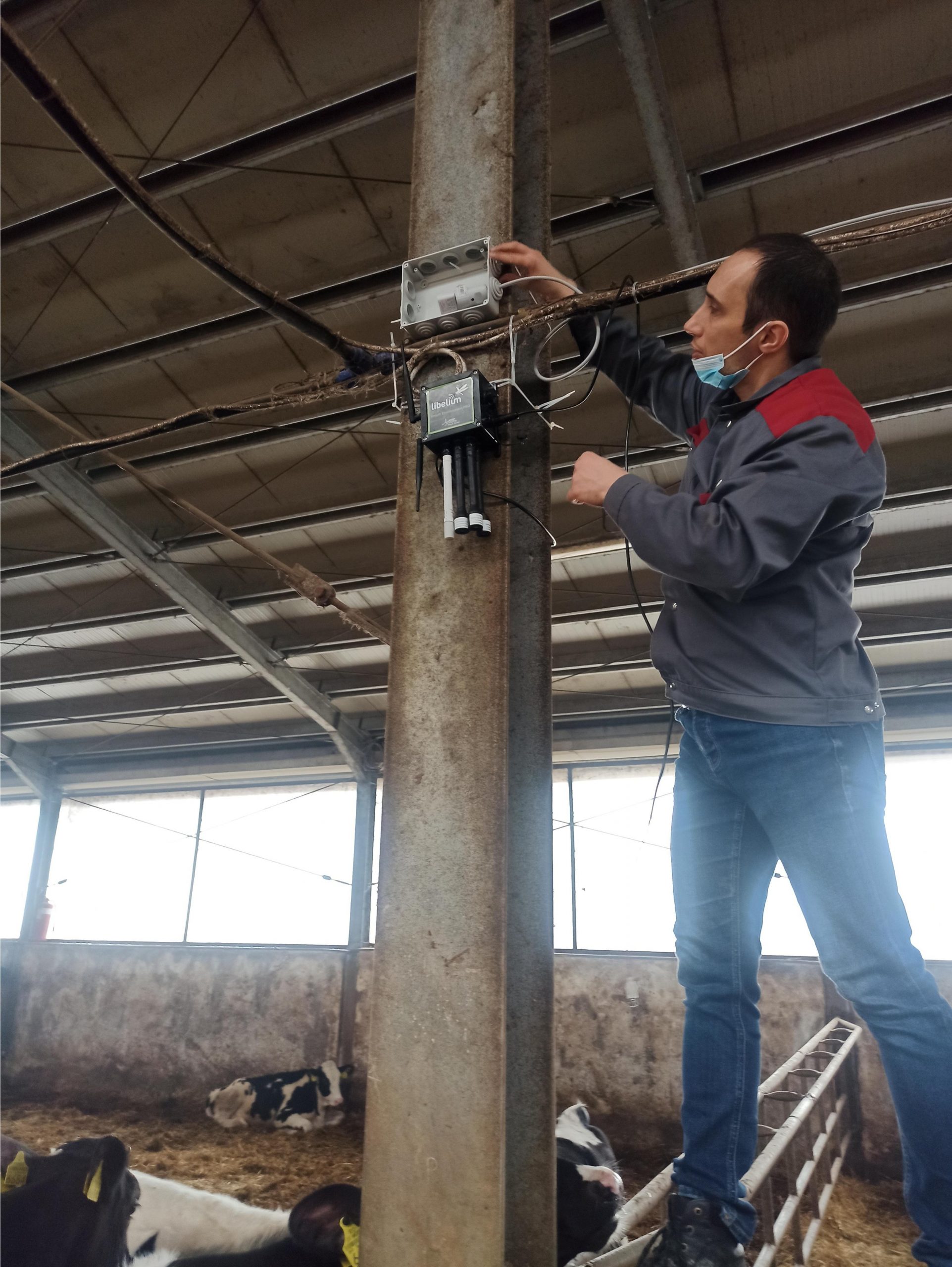 control del metano en las granjas de vacas
