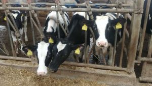 reduces methane emissions in livestock