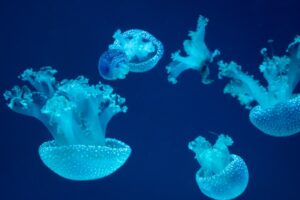 acuario de zaragoza libelium one iot