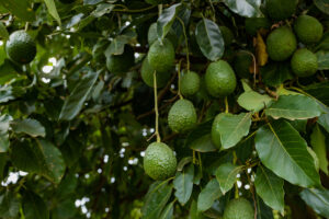 avocado plants tree fruits vegetation farming trops