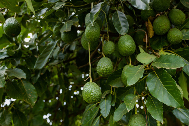 avocado plants tree fruits vegetation farming trops