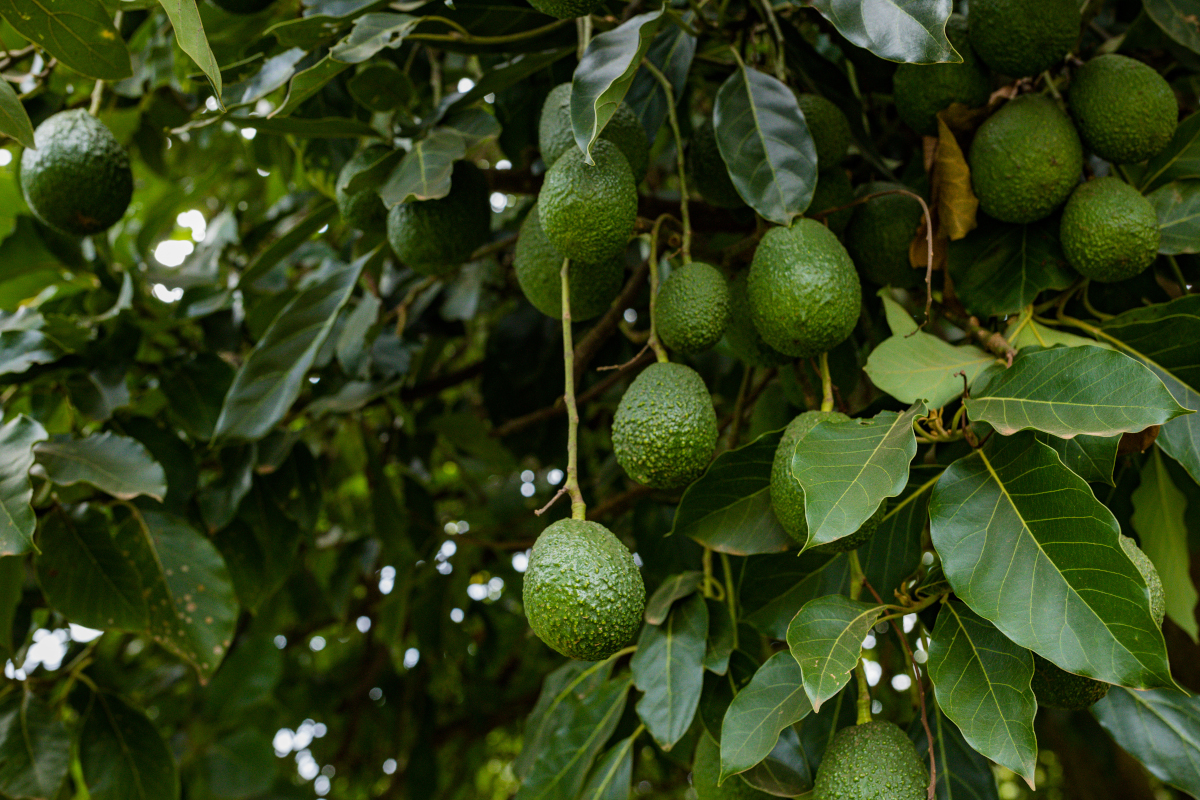 avocado plants tree fruits vegetation farming trops