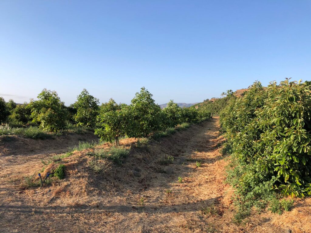 trops avocado crop